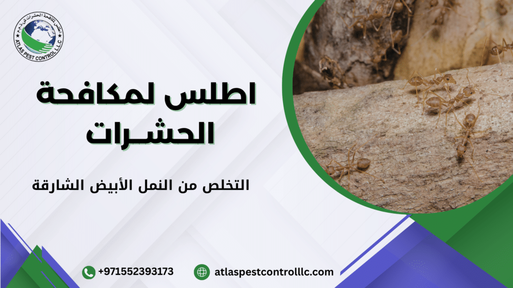 نصائح الوقاية من النمل الأبيض