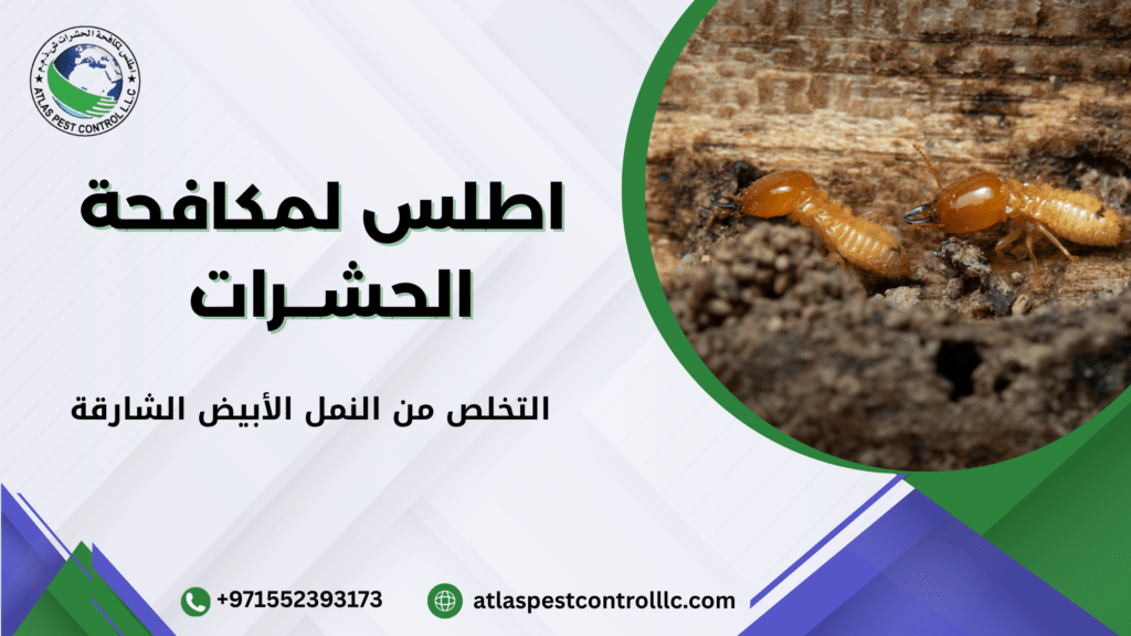 كيفية اختيار أفضل شركة