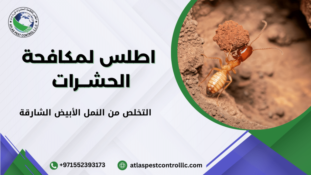 التخلص من النمل الأبيض الشارقة